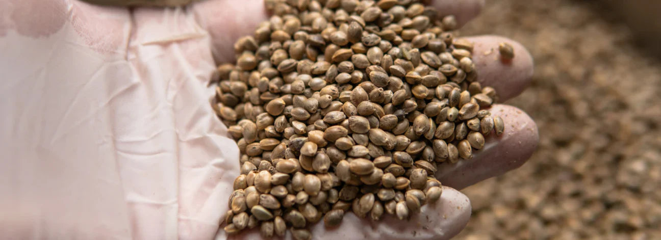 Konopné semínko nenavozuje psychoaktivní stav