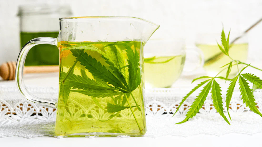 Historie a využití konopného čaje